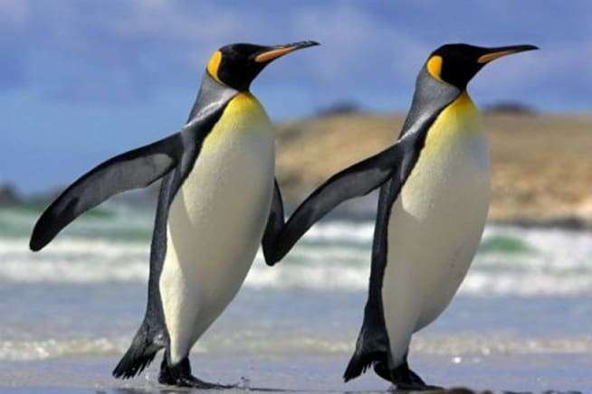 Pinguini-omosessuali-adottano-un-uovo